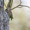 Steinkauz (Athene noctua)