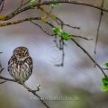 Steinkauz (Athene noctua)