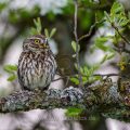 Steinkauz (Athene noctua)