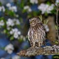 Steinkauz (Athene noctua)