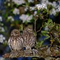 Steinkäuze (Athene noctua) Männchen und Weibchen