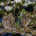 Steinkäuze (Athene noctua) Männchen und Weibchen
