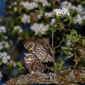 Steinkauz (Athene noctua) Paarung