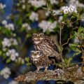 Steinkauz (Athene noctua) Paarung