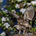 Steinkauz (Athene noctua) Paarung