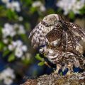 Steinkauz (Athene noctua) Paarung