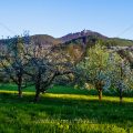 Streuobstwiesen mit Burg Teck, Dettingen