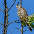 Turmfalke (Falco tinnunculus) Männchen