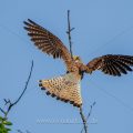 Turmfalke (Falco tinnunculus) Männchen