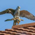 Turmfalke (Falco tinnunculus) Paarung