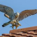 Turmfalke (Falco tinnunculus) Paarung