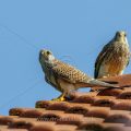 Turmfalke (Falco tinnunculus) Männchen und Weibchen