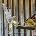 Turmfalke (Falco tinnunculus) Männchen und Weibchen am Nistkasten