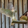 Turmfalke (Falco tinnunculus) Männchen und Weibchen am Nistkasten