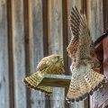 Turmfalke (Falco tinnunculus) Männchen und Weibchen am Nistkasten