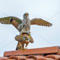 Turmfalke (Falco tinnunculus) Paarung