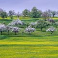 Streuobstwiesen, Deutschland, BW, LKR Esslingen, Notzingen-Wellingen