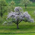 Apfelbaum in der Blüte, Notzingen-Wellingen