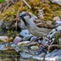 Haussperling (Passer domesticus) Männchen