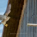 Turmfalke (Falco tinnunculus) Weibchen