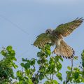 Turmfalke (Falco tinnunculus) Männchen mit Beute