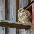 Turmfalke (Falco tinnunculus) Weibchen am Nistkasten