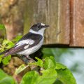 Halsbandschnäpper (Ficedula albicollis) Männchen