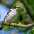 Halsbandschnäpper (Ficedula albicollis) Männchen