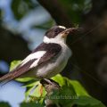 Halsbandschnäpper (Ficedula albicollis) Männchen