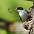 Halsbandschnäpper (Ficedula albicollis) Männchen