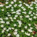 Buschwindröschen (Anemone nemorosa)