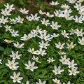 Buschwindröschen (Anemone nemorosa)