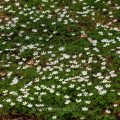 Buschwindröschen (Anemone nemorosa)
