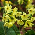 Hohe Schlüsselblume (Primula elatior)