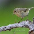 Zilpzalp (Phylloscopus collybita)