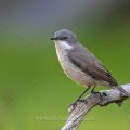 Klappergrasmücke (Sylvia curruca)