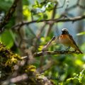 Gartenrotschwanz (Phoenicurus phoenicurus) Männchen