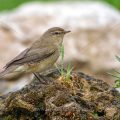 Zilpzalp (Phylloscopus collybita)