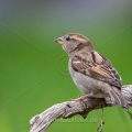 Haussperling (Passer domesticus) Weibchen