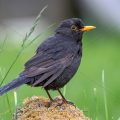 Amsel (Turdus merula) Männchen