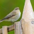 Zilpzalp (Phylloscopus collybita)