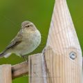 Zilpzalp (Phylloscopus collybita)