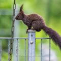 Eichhörnchen (Sciurus vulgaris)