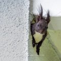 Eichhörnchen (Sciurus vulgaris) in der Isolation eines Hauses