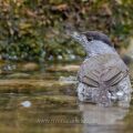 Mönchsgrasmücke (Sylvia atricapilla) Männchen, badend