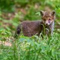 Rotfuchs (Vulpes vulpes) Junger