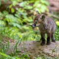 Rotfuchs (Vulpes vulpes) Junger