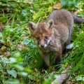 Rotfuchs (Vulpes vulpes) Junger