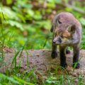 Rotfuchs (Vulpes vulpes) Junger