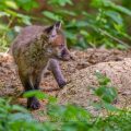 Rotfuchs (Vulpes vulpes) Junger